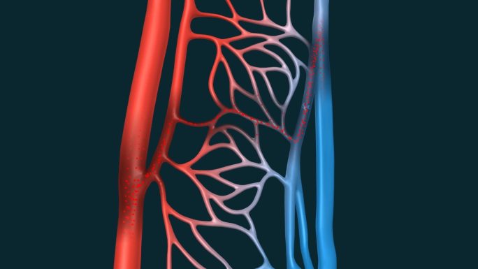 肺循环 体循环 血液 血流量 静脉瓣膜