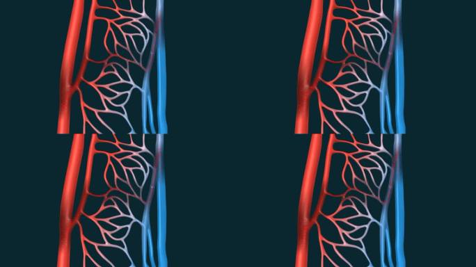 肺循环 体循环 血液 血流量 静脉瓣膜