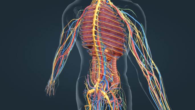 医学 人体 器官 神经 肾脏 三维 动画