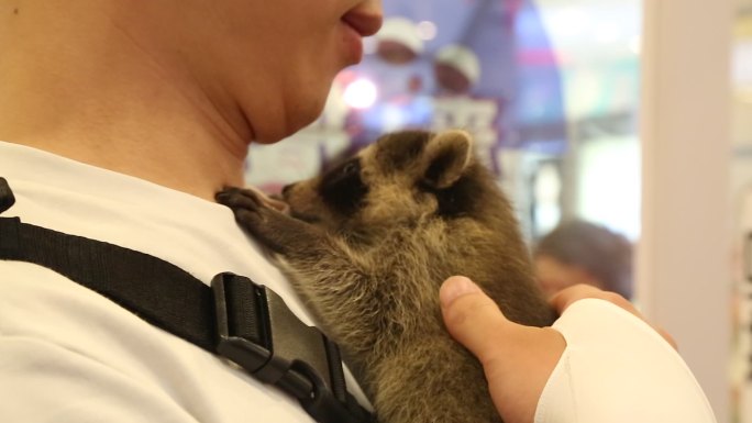 可爱小浣熊