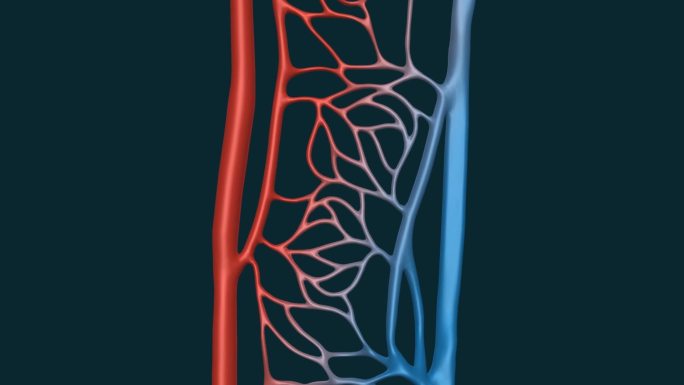 血管 动脉 静脉 体循环 肺循环 动画