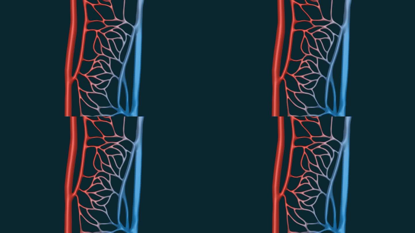 血管 动脉 静脉 体循环 肺循环 动画