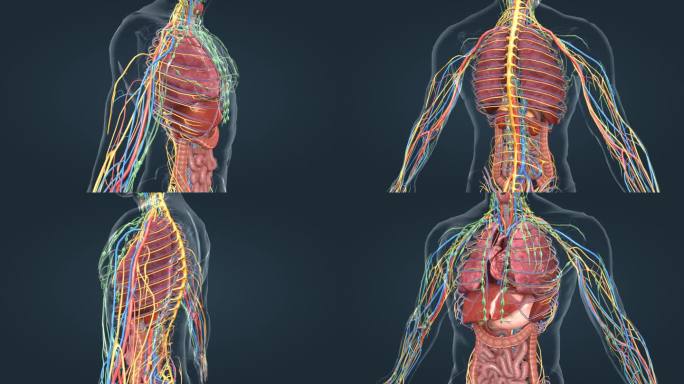 人体器官三维动画 肺脏 心脏 肝脏 肾脏
