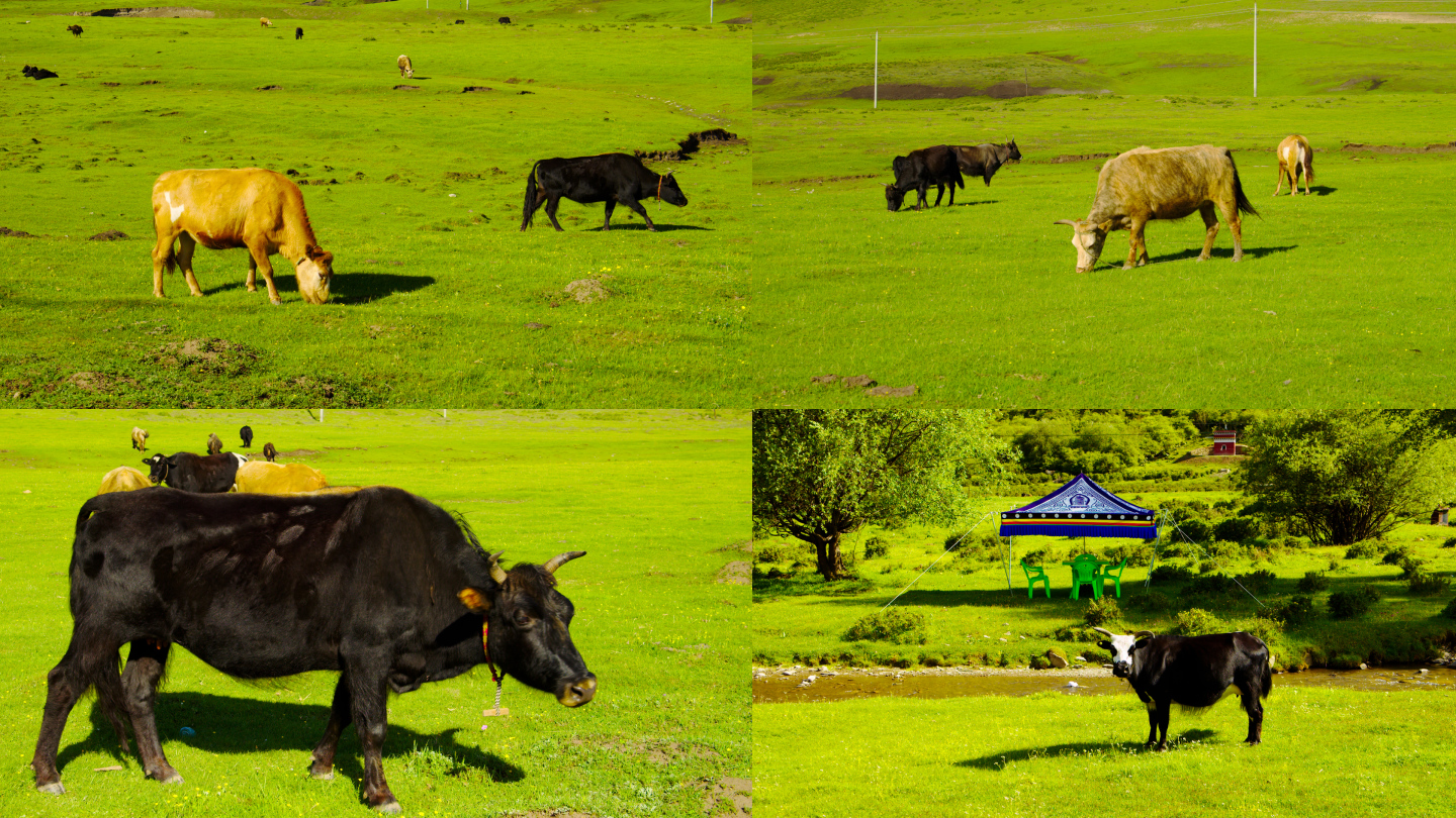 草原上的牛在吃草