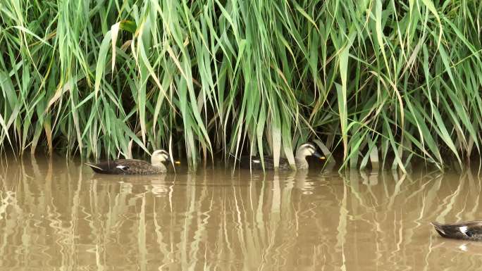 4K航拍海湖湿地斑嘴鸭在水面觅食