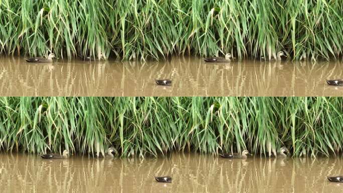 4K航拍海湖湿地斑嘴鸭在水面觅食