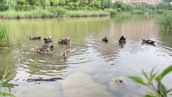 4K拍摄海湖湿地斑嘴鸭在水面觅食