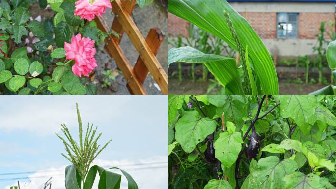 雨后菜园子空镜头玉米胡须