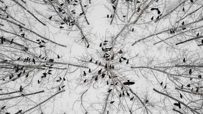 航拍雪地树上的乌鸦