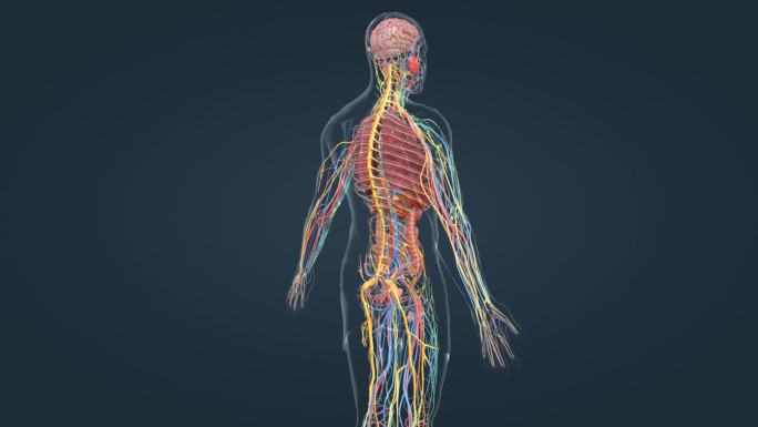 人体 器官 神经 动脉 静脉 淋巴 动画