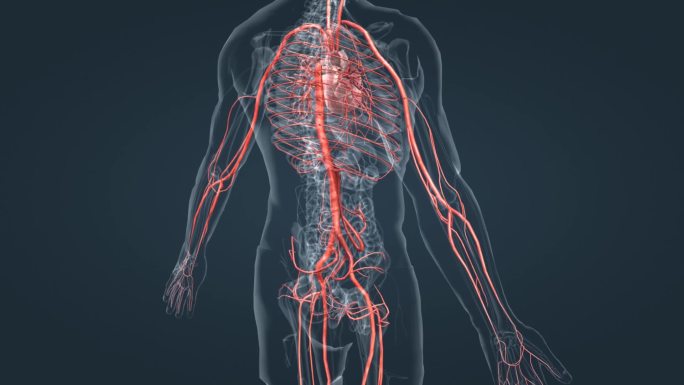体循环 肺循环 血管 动脉 红色 血液