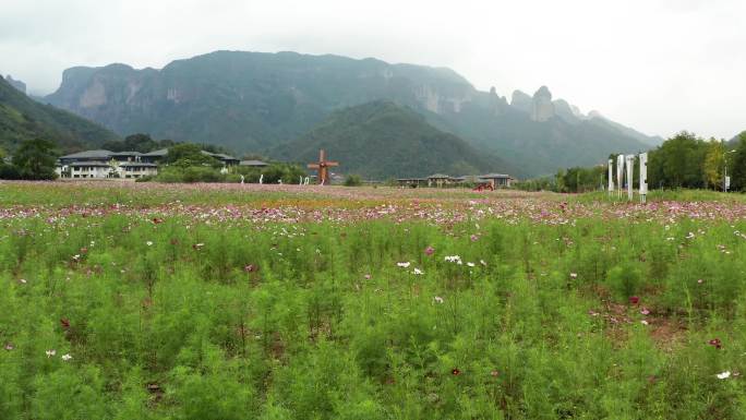 台州神仙居旅游度假区紫色花海风光4K航拍