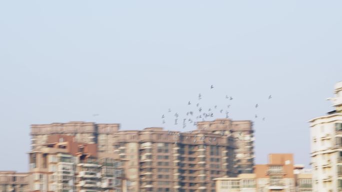 4k城市上空的鸽子
