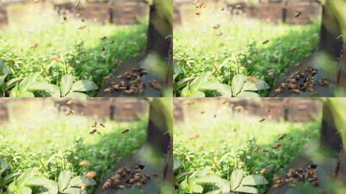 养蜂场里蜜蜂飞舞慢镜头从蜂箱进进出出