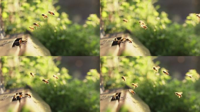 慢镜头下蜜蜂阳光下飞舞