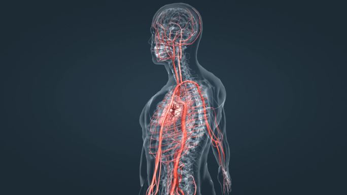 医学人体器官心脏血管循环系统血液三维动画