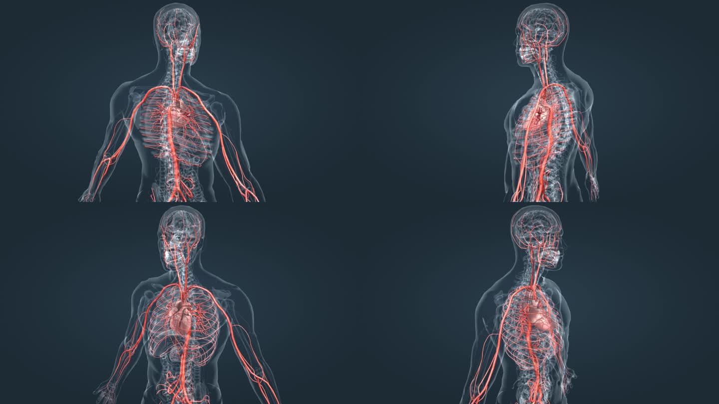 医学人体器官心脏血管循环系统血液三维动画