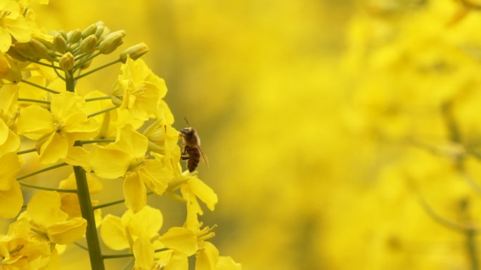 油菜花上采蜜忙劳累的蜜蜂从花上掉落