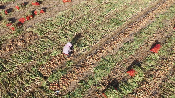 农妇人工采挖洋葱