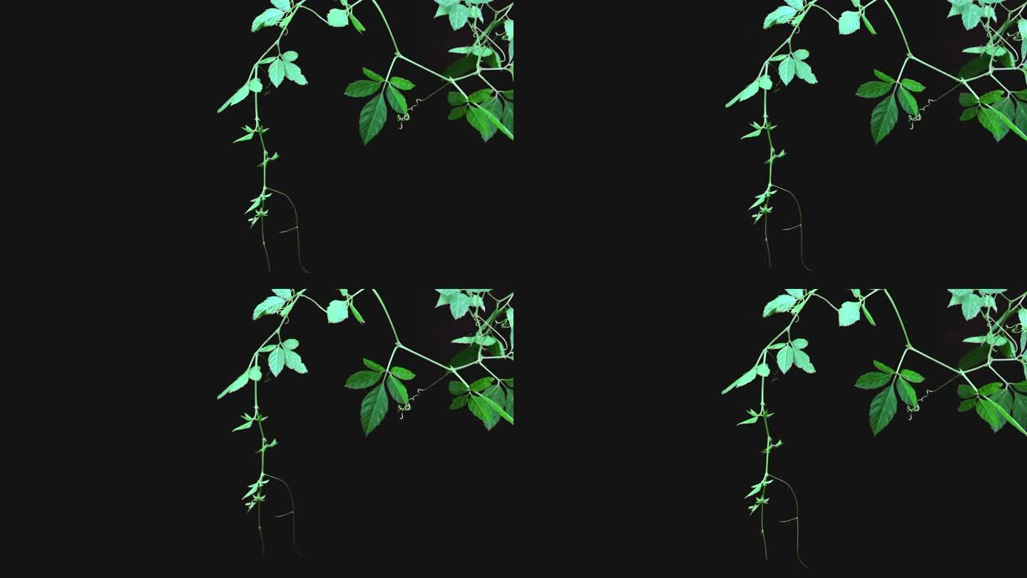 4k实拍绿藤植物带通道抠像视频素材