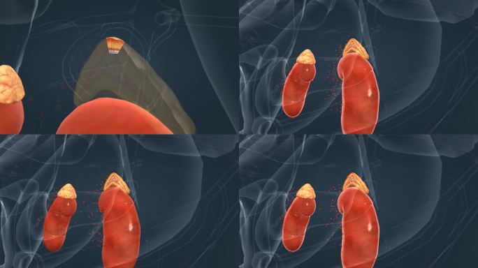 3D人体 肾脏 肾上腺 分泌物 性激素