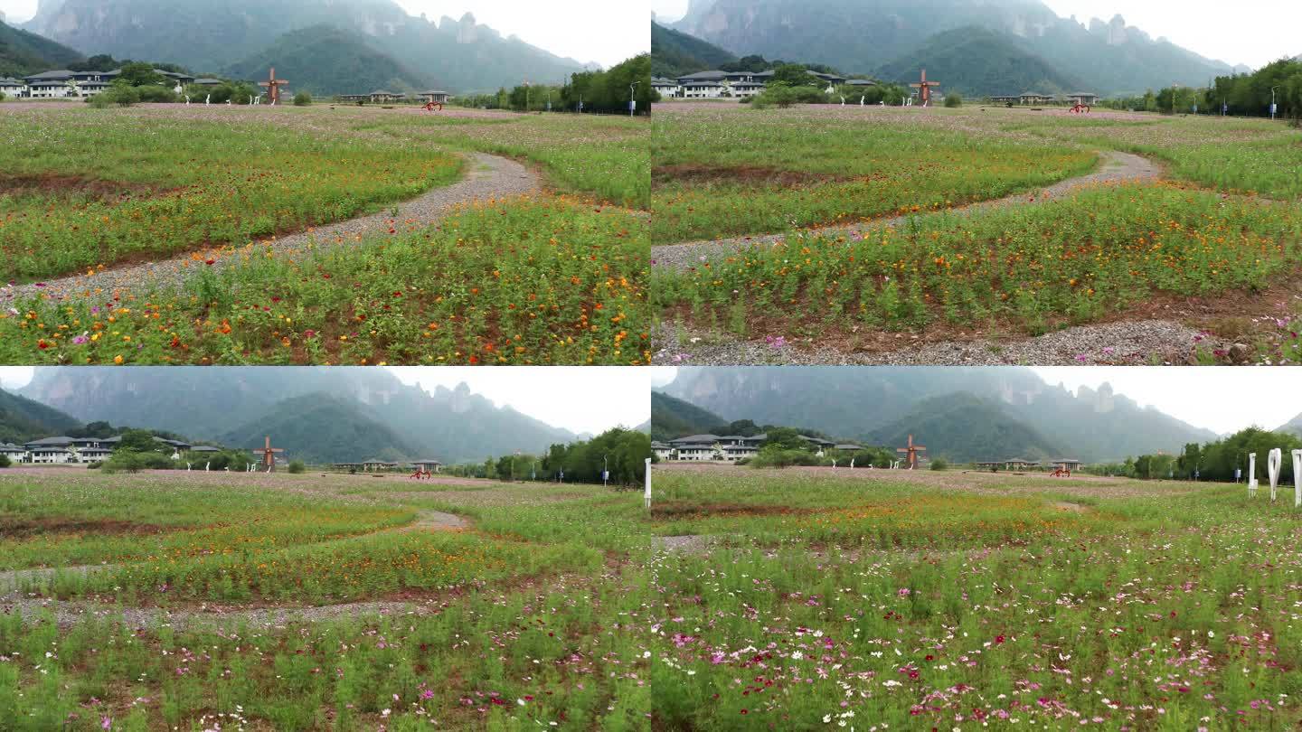 浙江神仙居旅游度假区紫色花海风光4K航拍