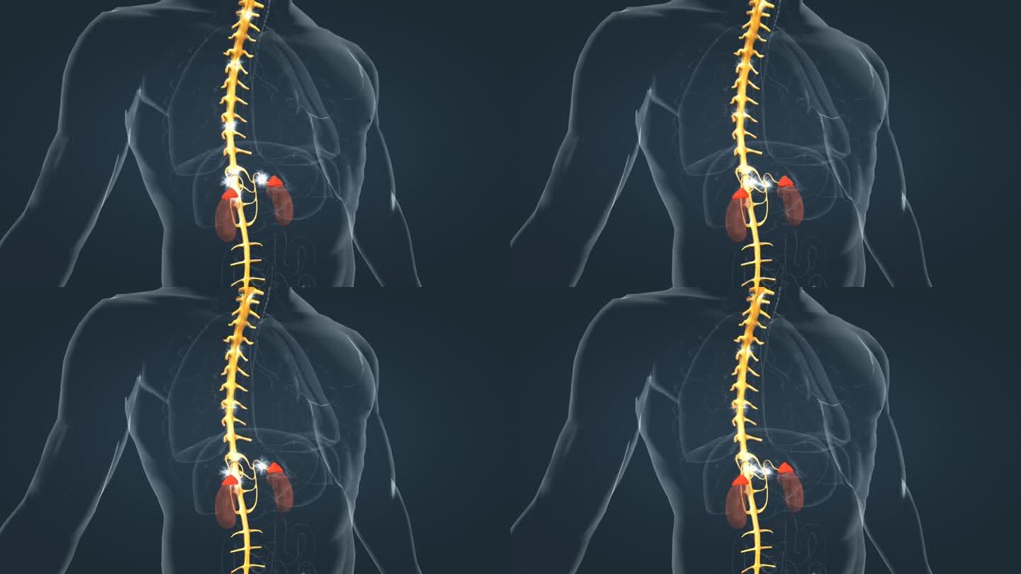 肾脏 腺体 肾上腺 医学 人体 器官动画