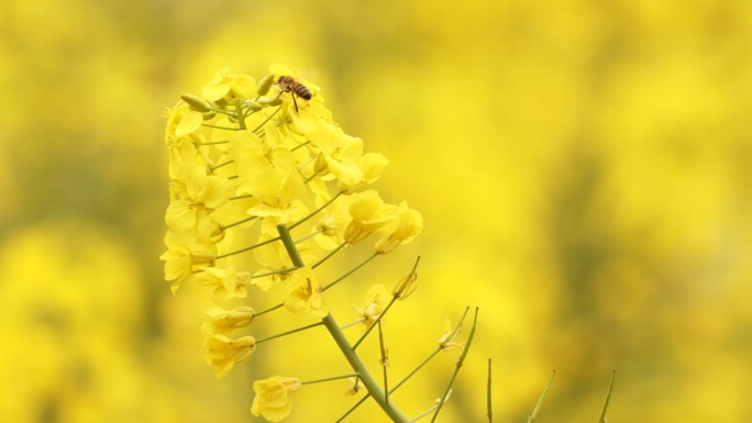 油菜花上采蜜的蜜蜂慢镜头