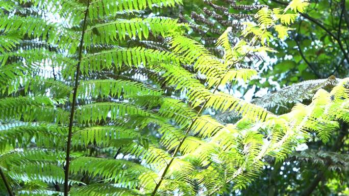 梭罗树 梭罗沟 珍稀物种 珍稀植物 仙树