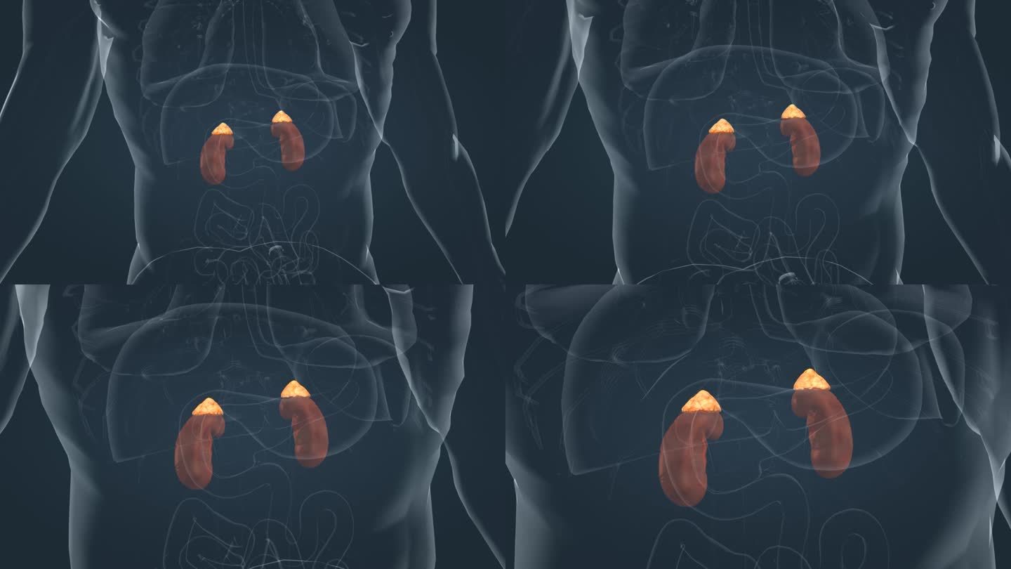 医学 人体 器官 肾脏 肾上腺 三维动画