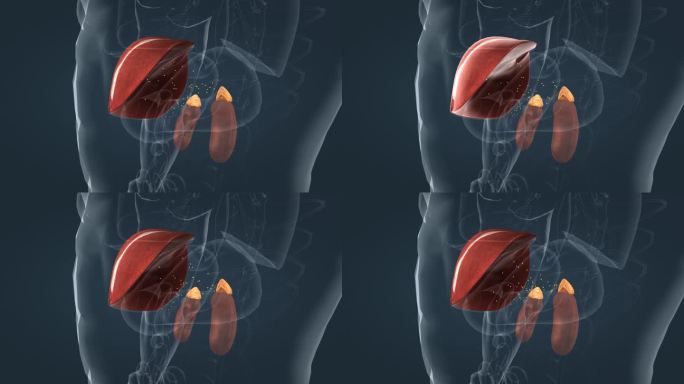 医学 器官 人体 肝脏 肾脏内分泌动画