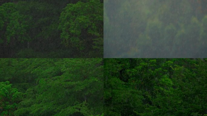 大自然空镜森林下雨
