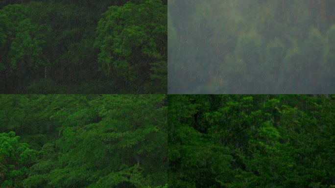 大自然空镜森林下雨