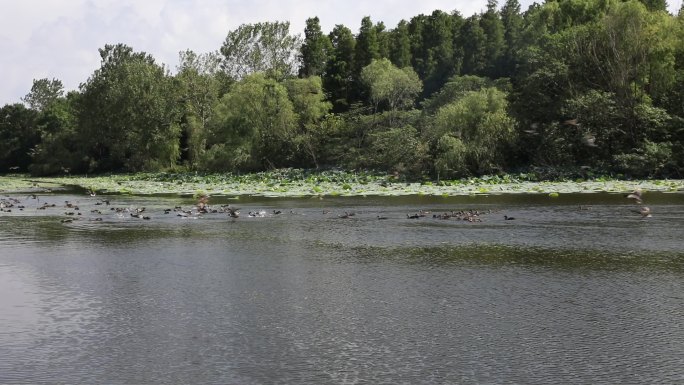 高邮清水潭野鸭放飞