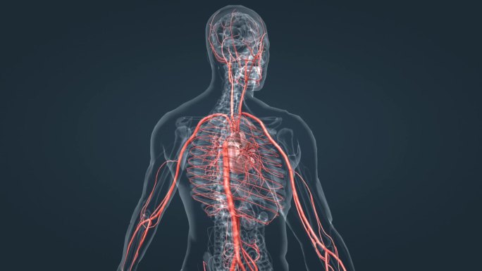 3D人体红色动脉血管医学动画人体三维动画