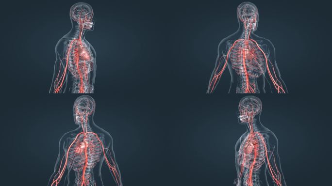 3D人体红色动脉血管医学动画人体三维动画