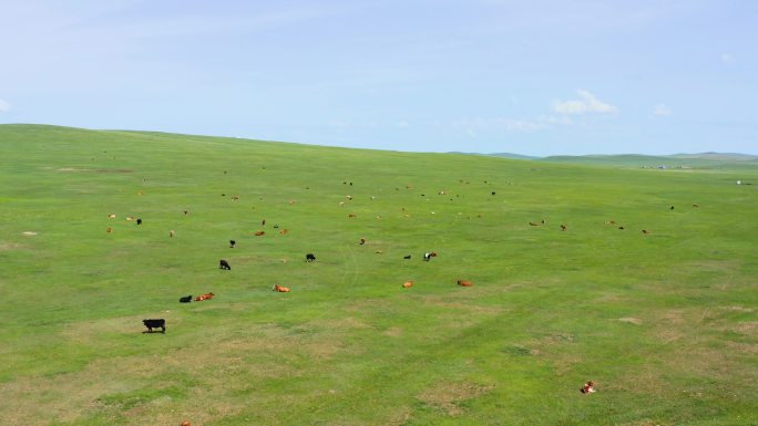 蒙古草原养牛场绿色生态