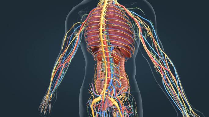 医学人体器官内分泌系统腺体肾脏三维动画