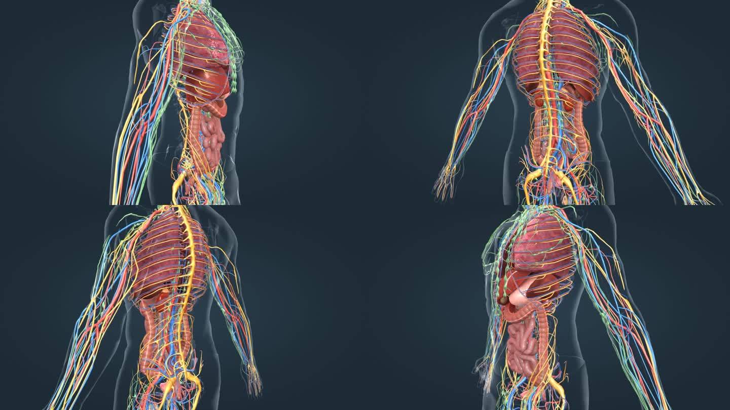 医学人体器官内分泌系统腺体肾脏三维动画