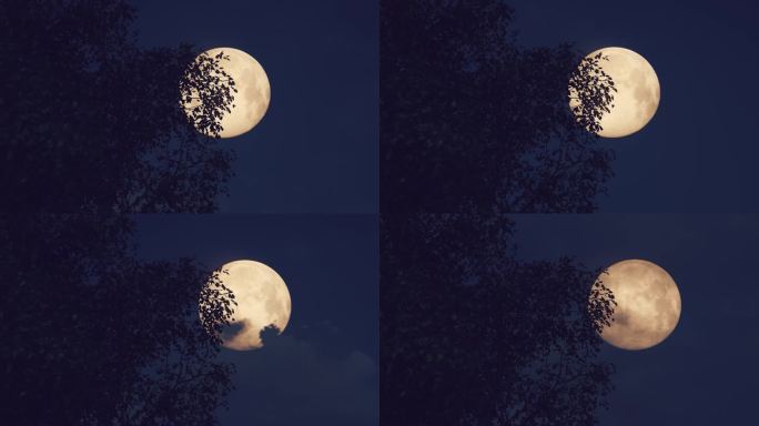 满月圆月金色月亮风吹树叶夜色月色浪漫唯美