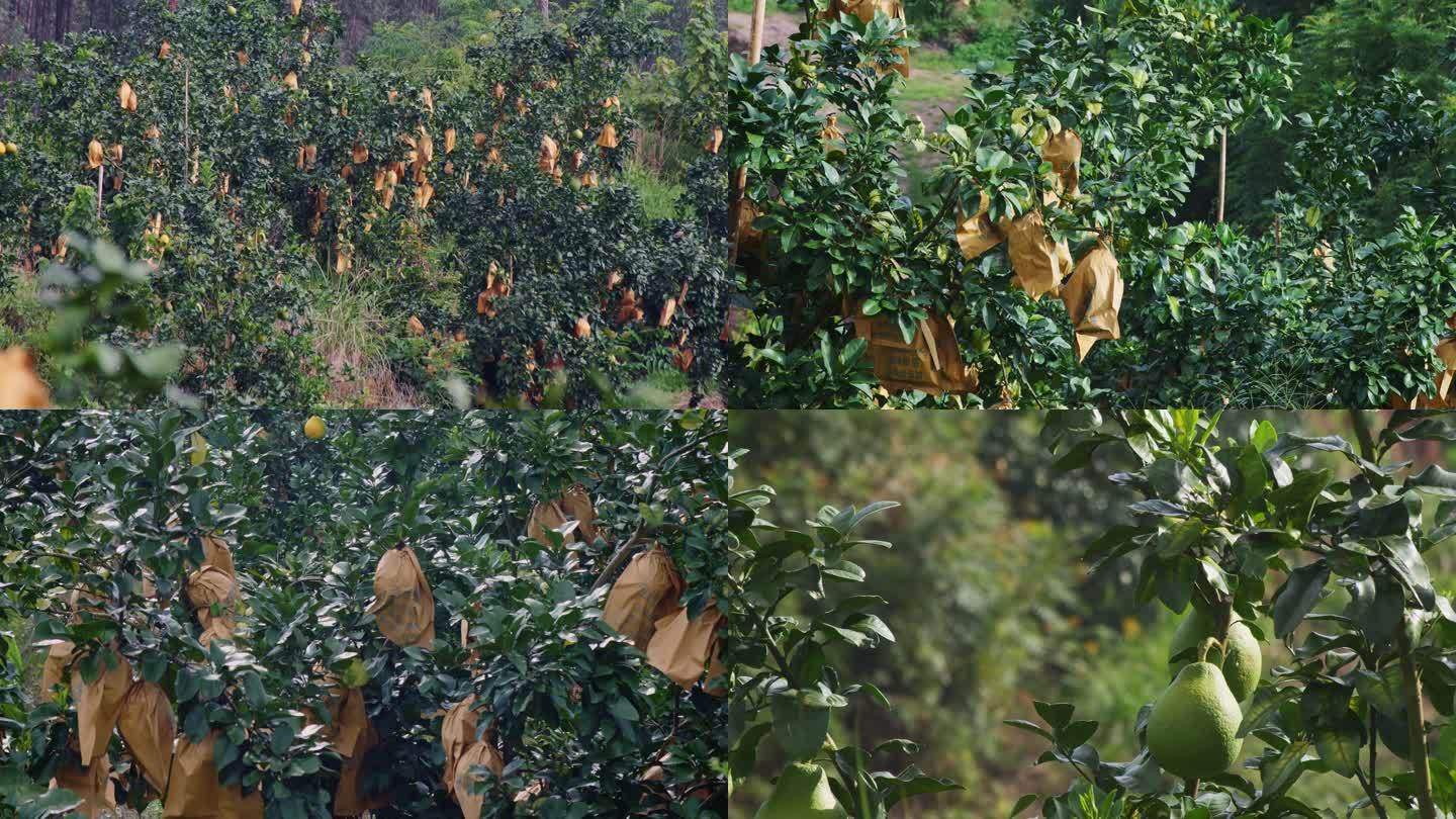 广西容县沙田柚蜜柚种植