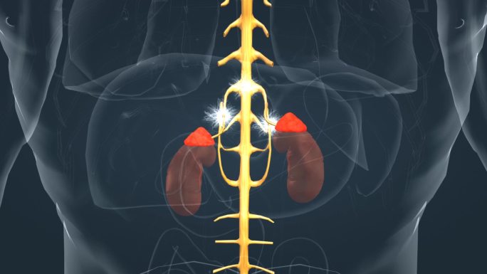 3D 人体 医学 器官 肾脏 神经 脊髓