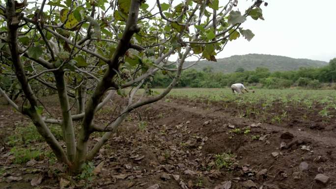 印度马哈拉施特拉邦田地种植耐旱作物