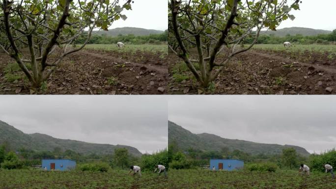 印度马哈拉施特拉邦田地种植耐旱作物