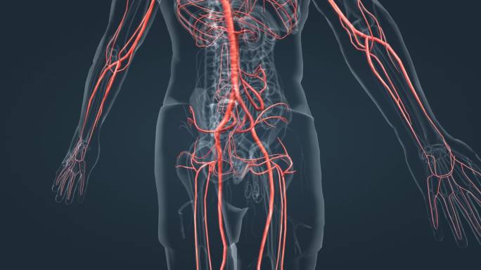 腹主动脉 髂动脉 血管 动脉 三维 动画