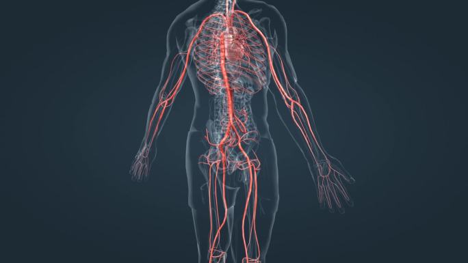 医疗科学3D人体器官心脏血管动脉三维动画