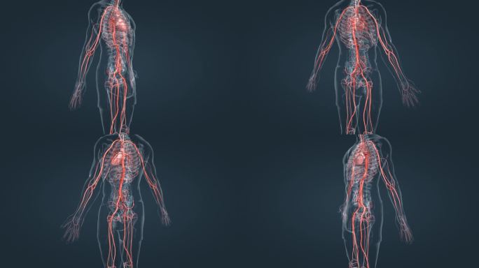 医疗科学3D人体器官心脏血管动脉三维动画