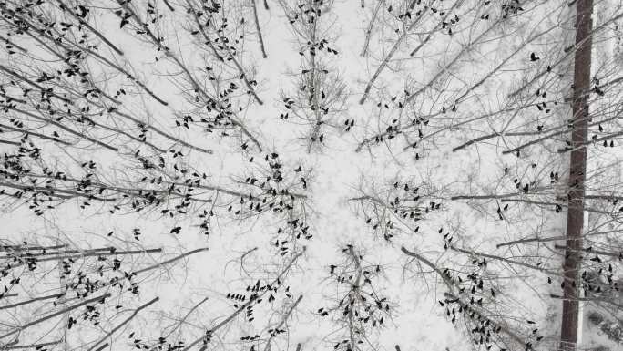 冬天雪地树上的乌鸦丨4K
