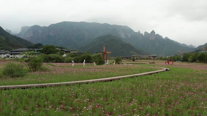 浙江神仙居旅游度假区紫色花海风光4K航拍