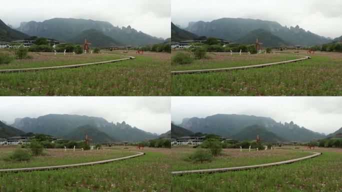 浙江神仙居旅游度假区紫色花海风光4K航拍